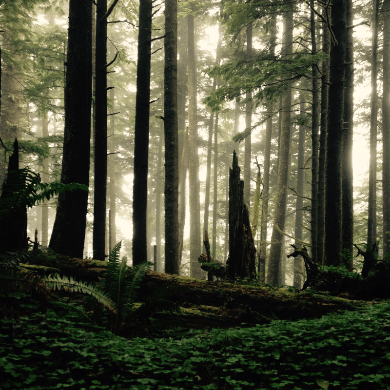 For the Love of Wilderness &&nbsp;Survival